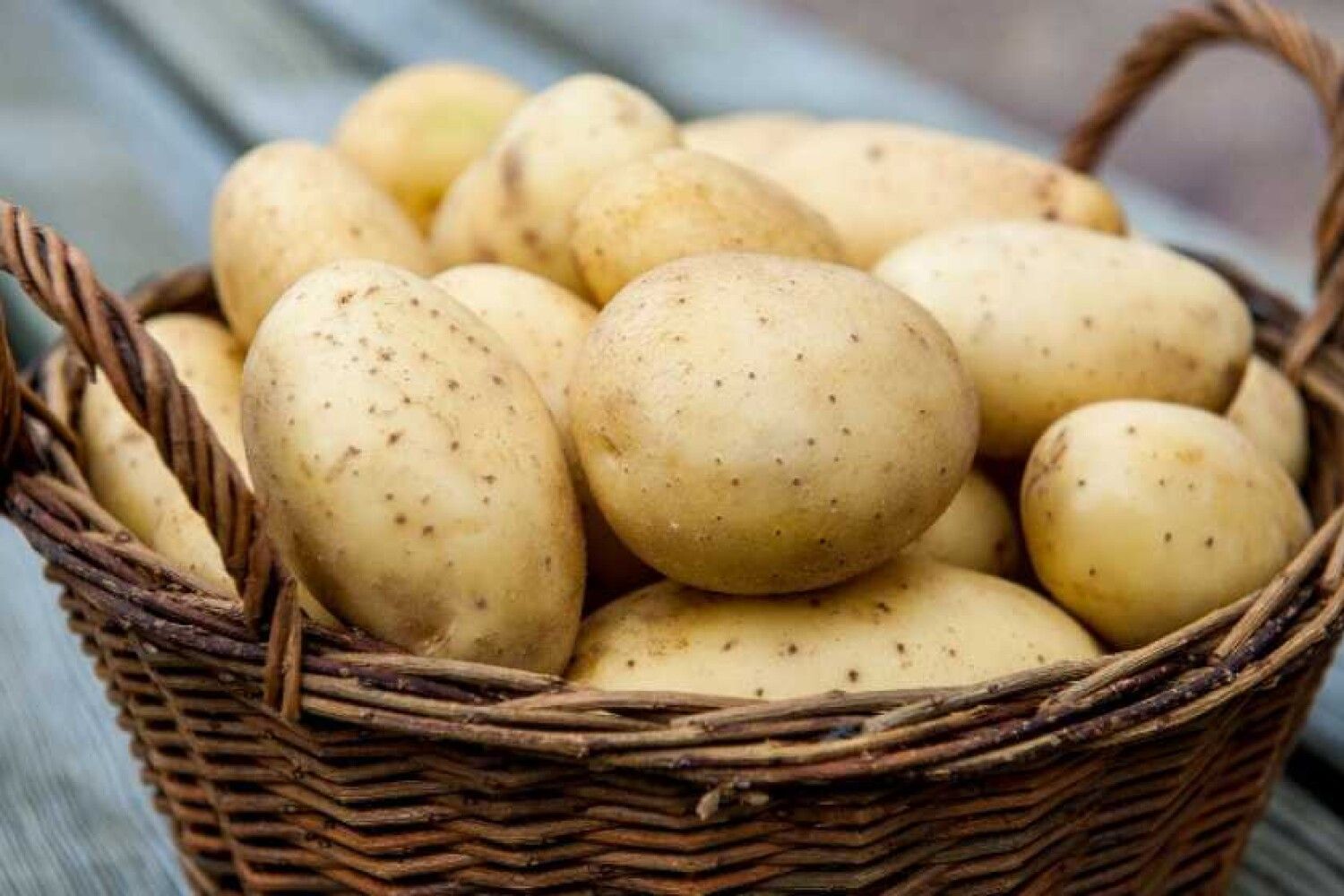 Как правильно вырастить картофель из семян?