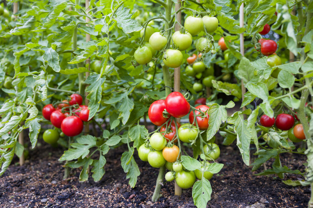 Как правильно формировать помидоры в открытом грунте?