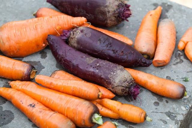Как сохранить морковь и свеклу на зиму: рекомендации