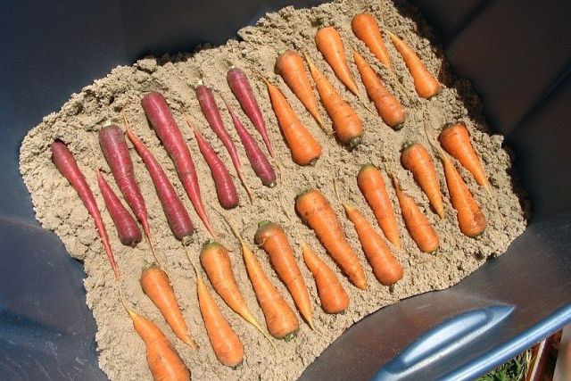 Как сохранить морковь и свеклу на зиму: рекомендации