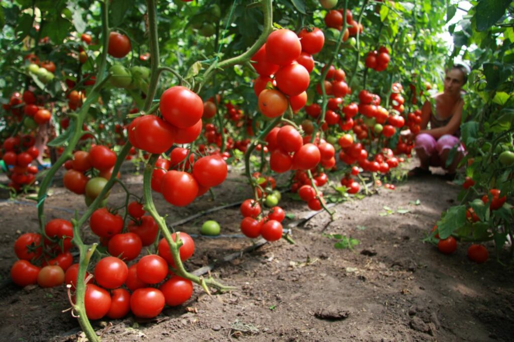 Какие признаны лучшими сорта томатов для теплицы из поликарбоната?