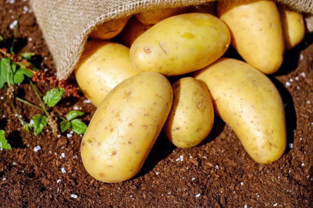 Какие удобрения для картофеля использовать: от посадки до уборки