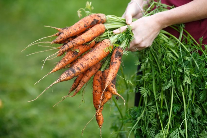 Какую почву любит морковь?
