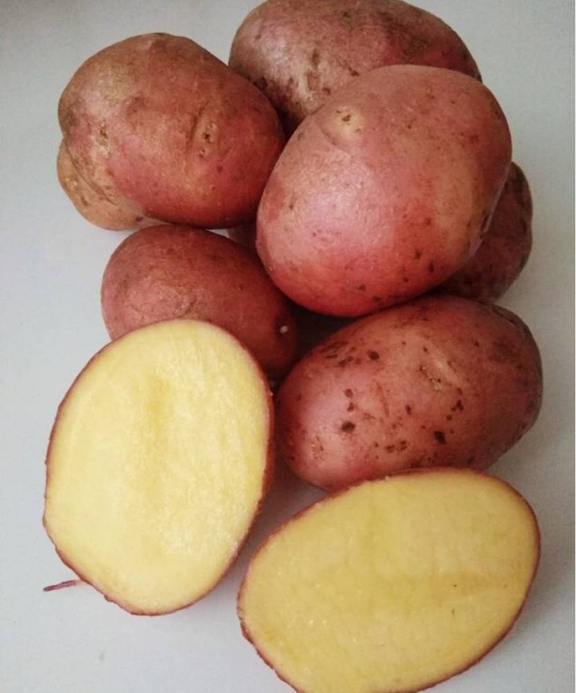 Лучшие сорта картофеля для культивации на Урале и в других регионах Сибири