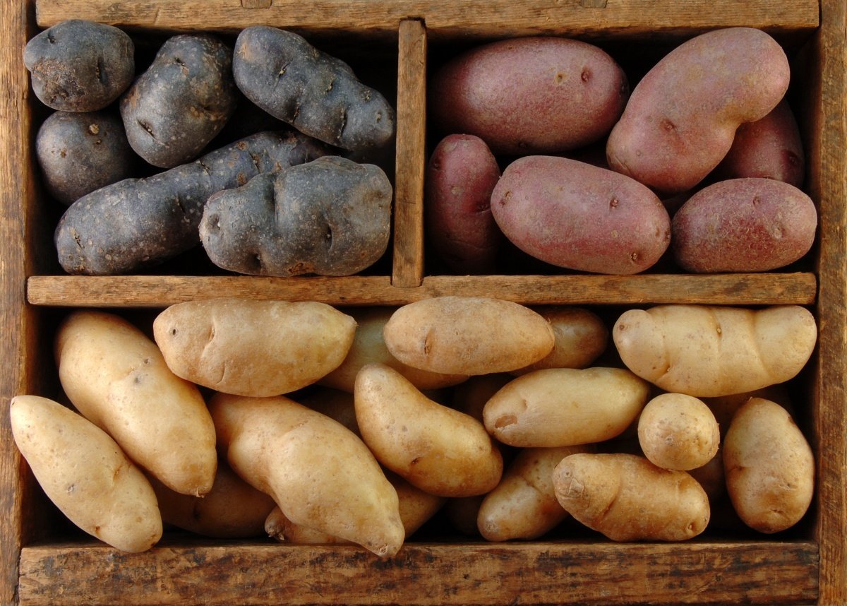 Лучшие сорта картофеля для культивации на Урале и в других регионах Сибири