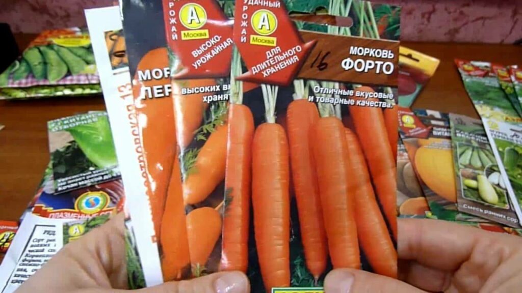 Лучшие холодостойкие сорта моркови и свеклы для посадки под зиму