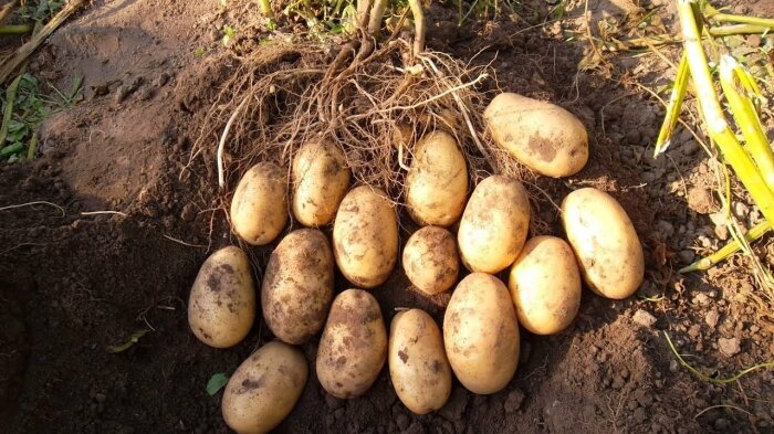 Несколько проверенных способов, позволяющих увеличить урожайность картофеля
