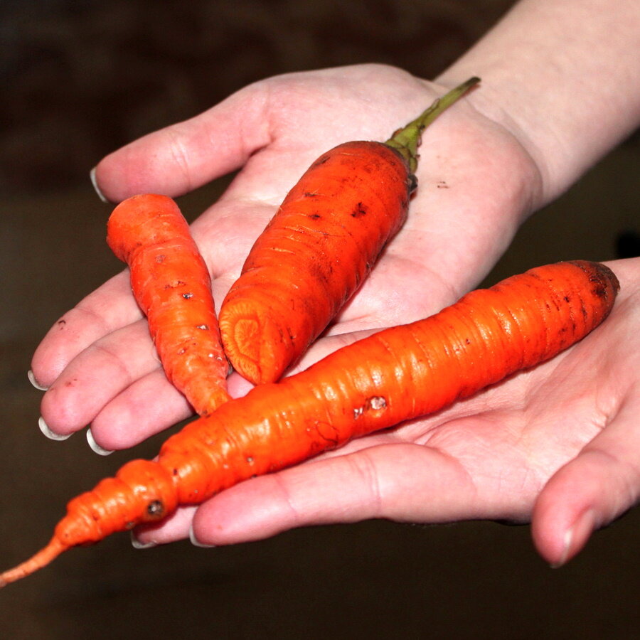 Описание основных вредителей и болезней моркови, способы борьбы с ними