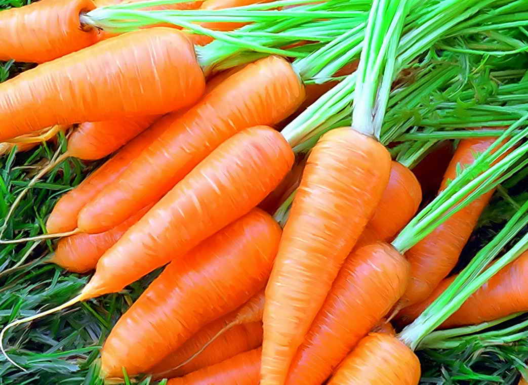 Описание основных вредителей и болезней моркови, способы борьбы с ними