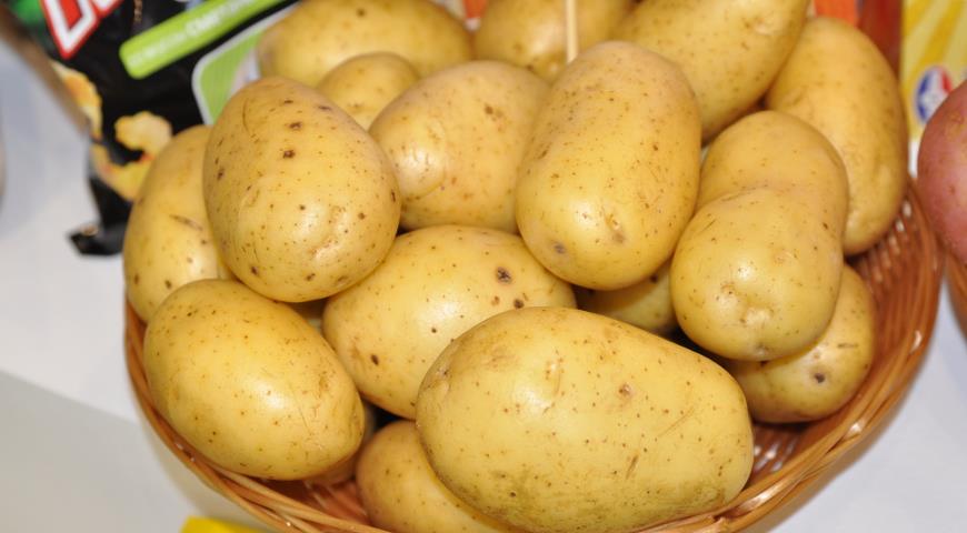 Особенности сортов картофеля с желтой мякотью