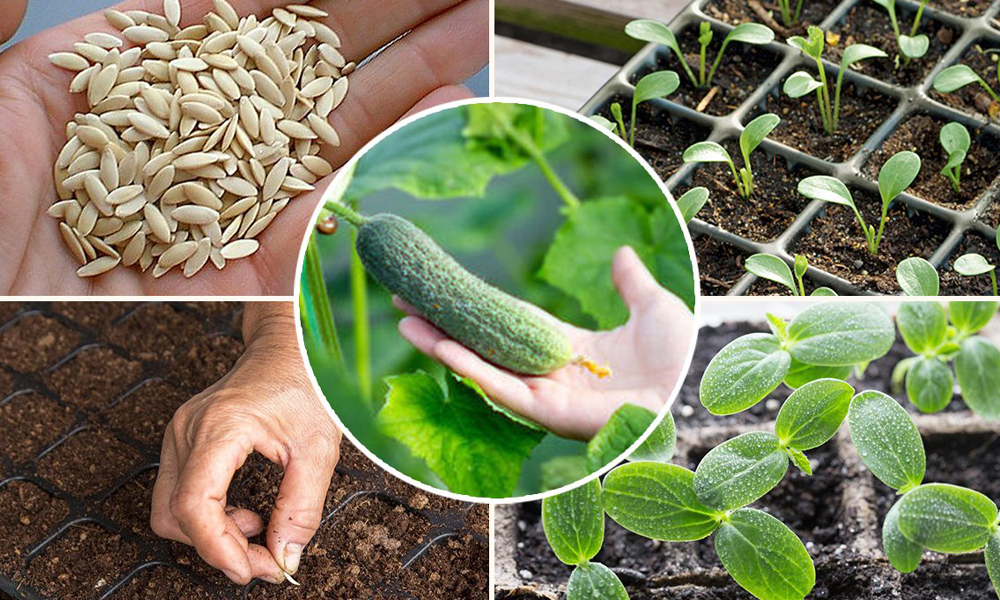 Подготовка и посев семян огурцов на рассаду: когда сажать их и уход за ростками