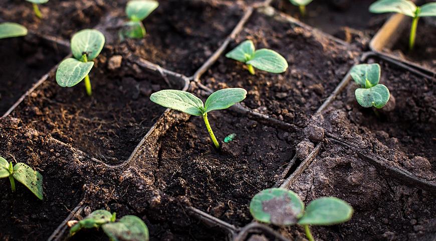 Подготовка и посев семян огурцов на рассаду: когда сажать их и уход за ростками