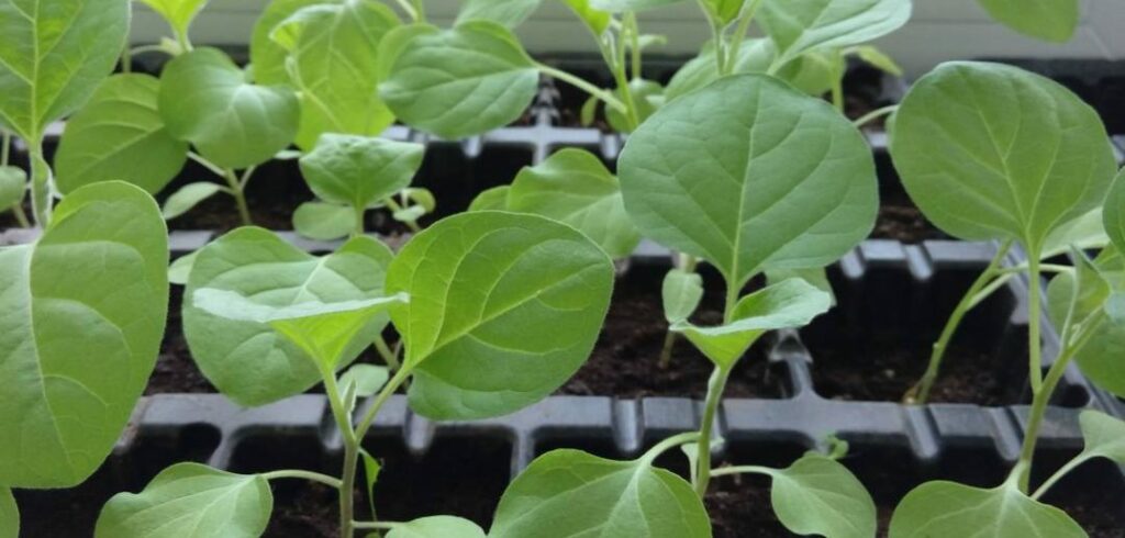 Посев семян баклажанов на рассаду: когда сажать, подготовка семян, условия проращивания, уход за растениями
