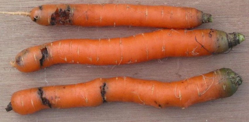 Почему гниет морковь при хранении в погребе, и как избежать порчи полезного овоща?