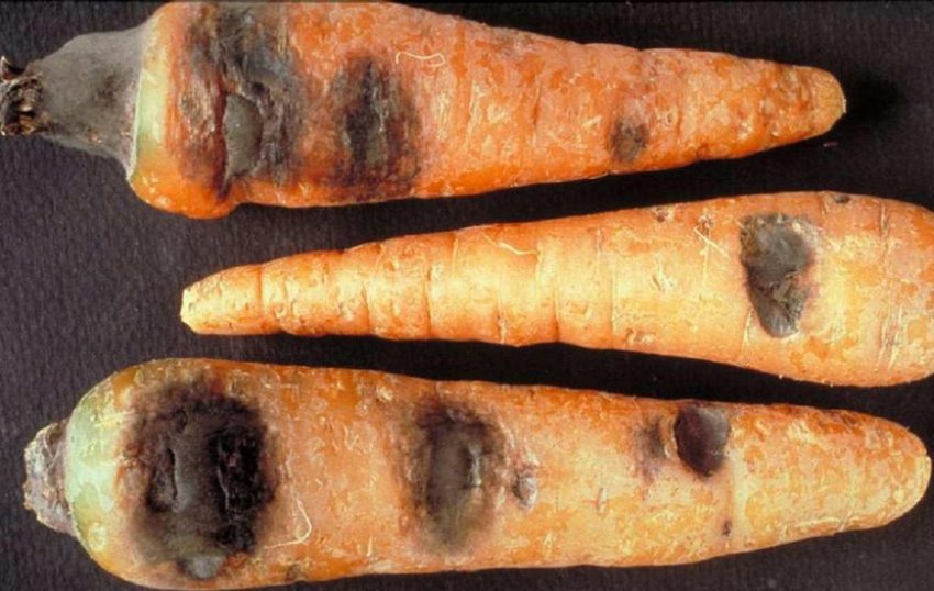 Почему гниет морковь при хранении в погребе, и как избежать порчи полезного овоща?
