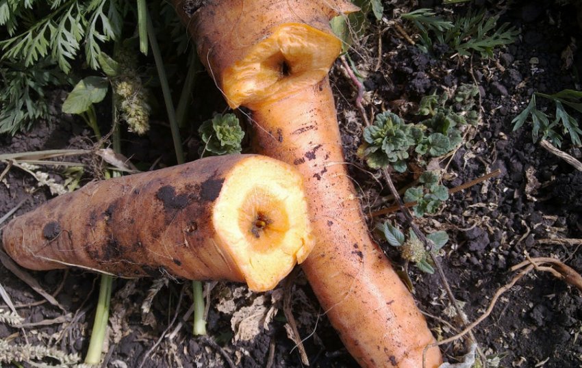 Почему горчит морковь: причины и способы улучшения вкусовых качеств корнеплода