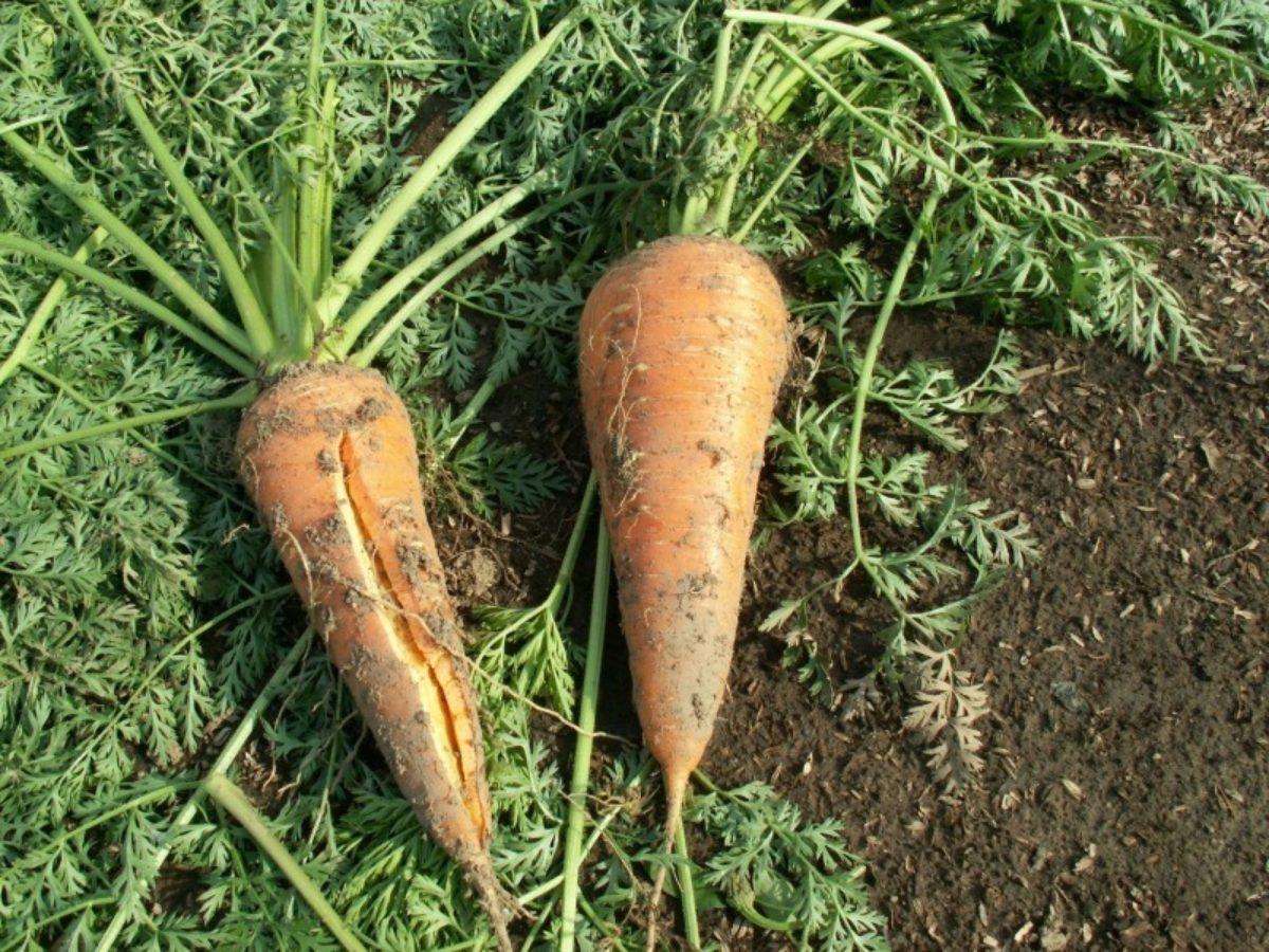 Почему трескается или вянет морковь на грядке?