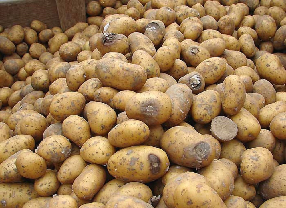 Причины появления гнилой картошки, и что с этим делать?