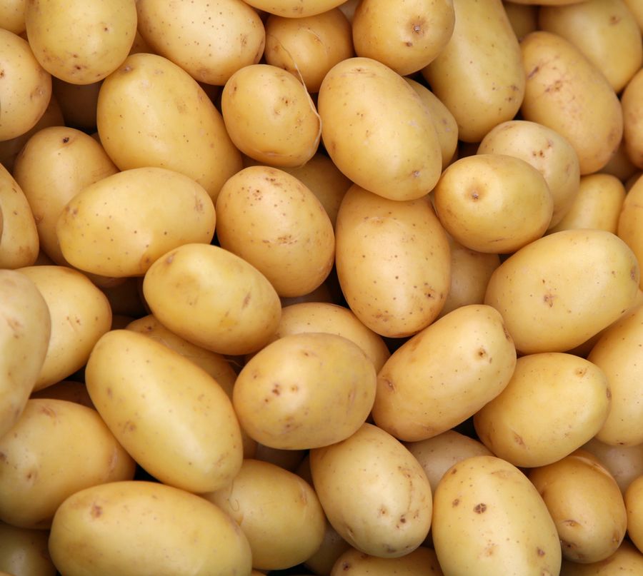 Ранние сорта картофеля: описание, особенности агротехники