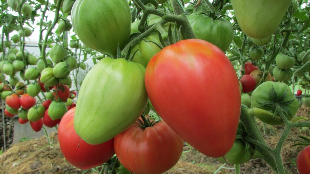 Редкие сорта томатов: подборка подходящих для выращивания даже начинающему огороднику