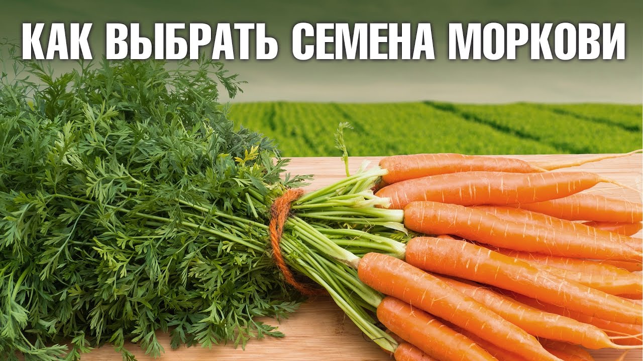 Сорта морковки: разновидности и их отличительные черты
