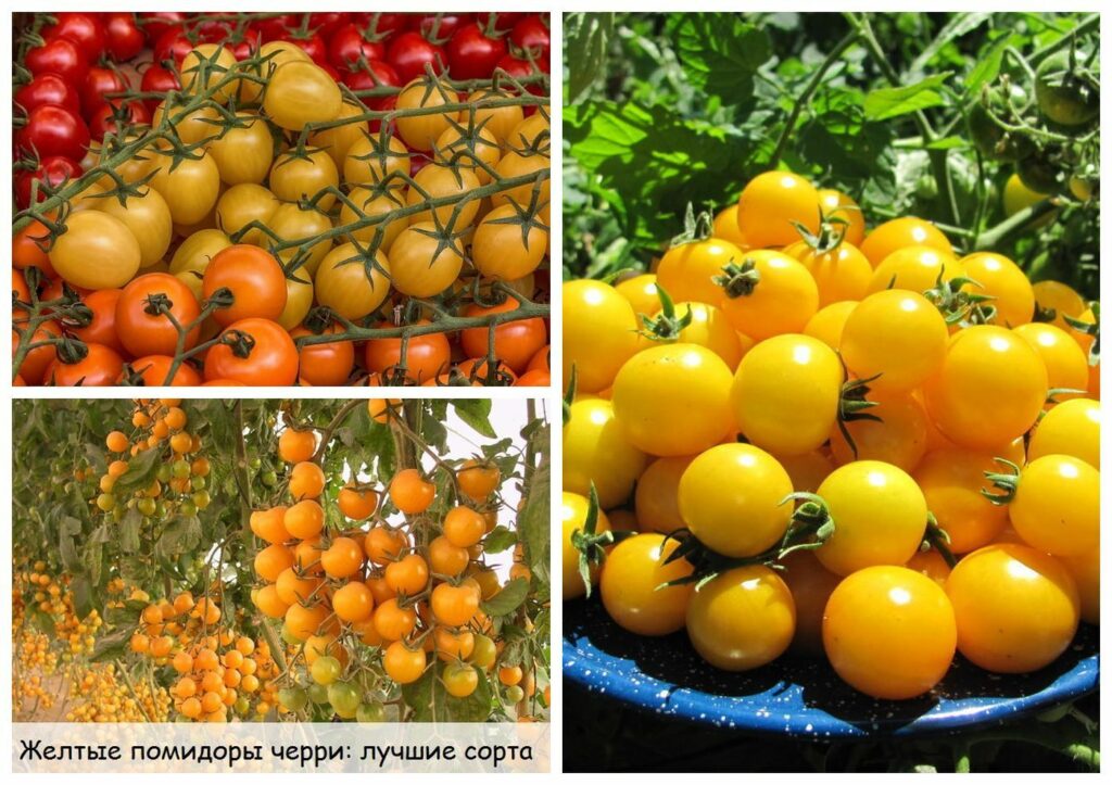 Томаты оранжевые и жёлтые: выбор лучших сортов для выращивания