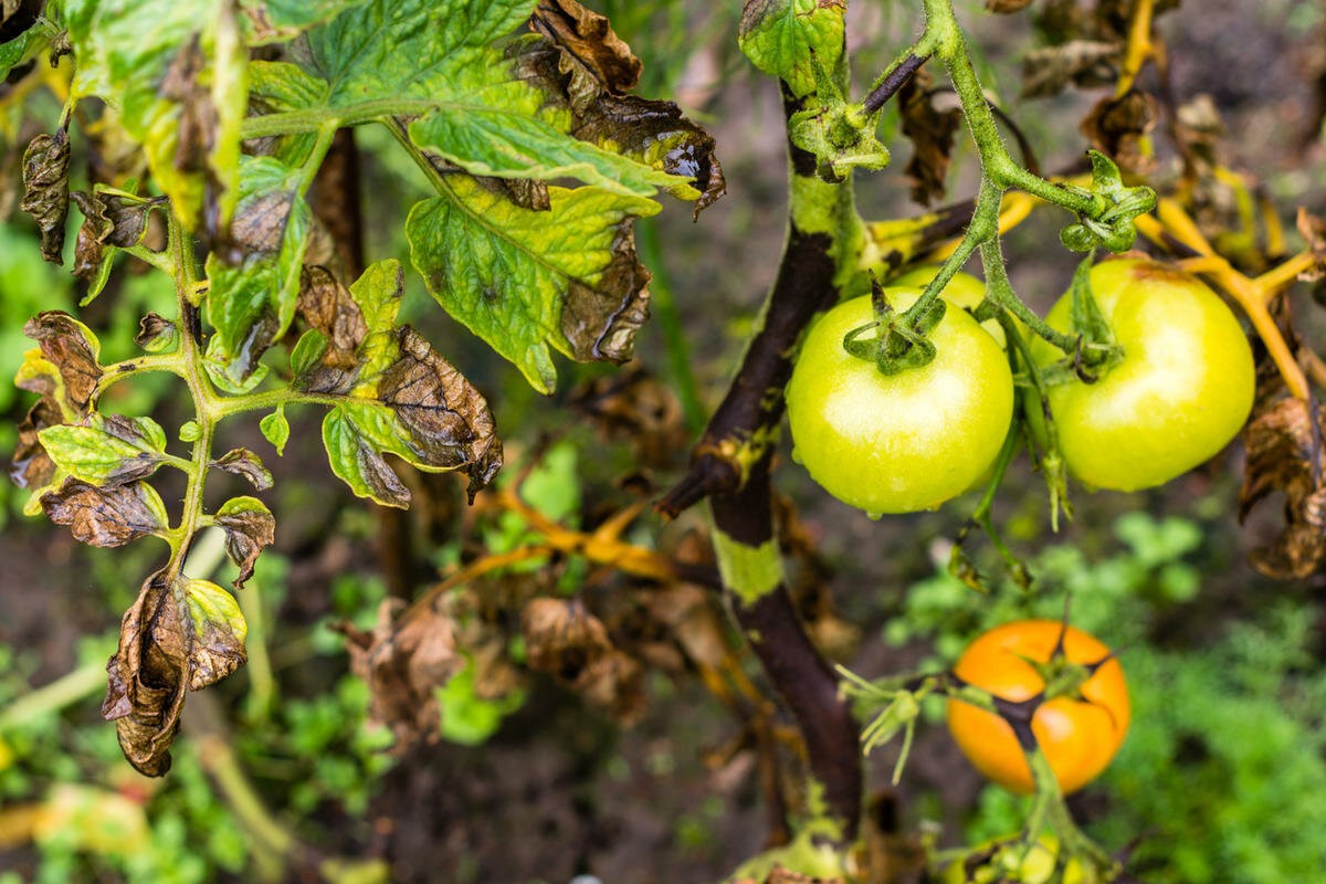 Фитофтора на помидорах – что это, откуда берется, и как с ней бороться?