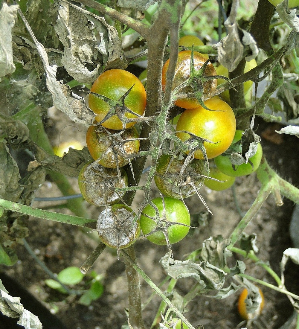 Фитофтора на помидорах – что это, откуда берется, и как с ней бороться?