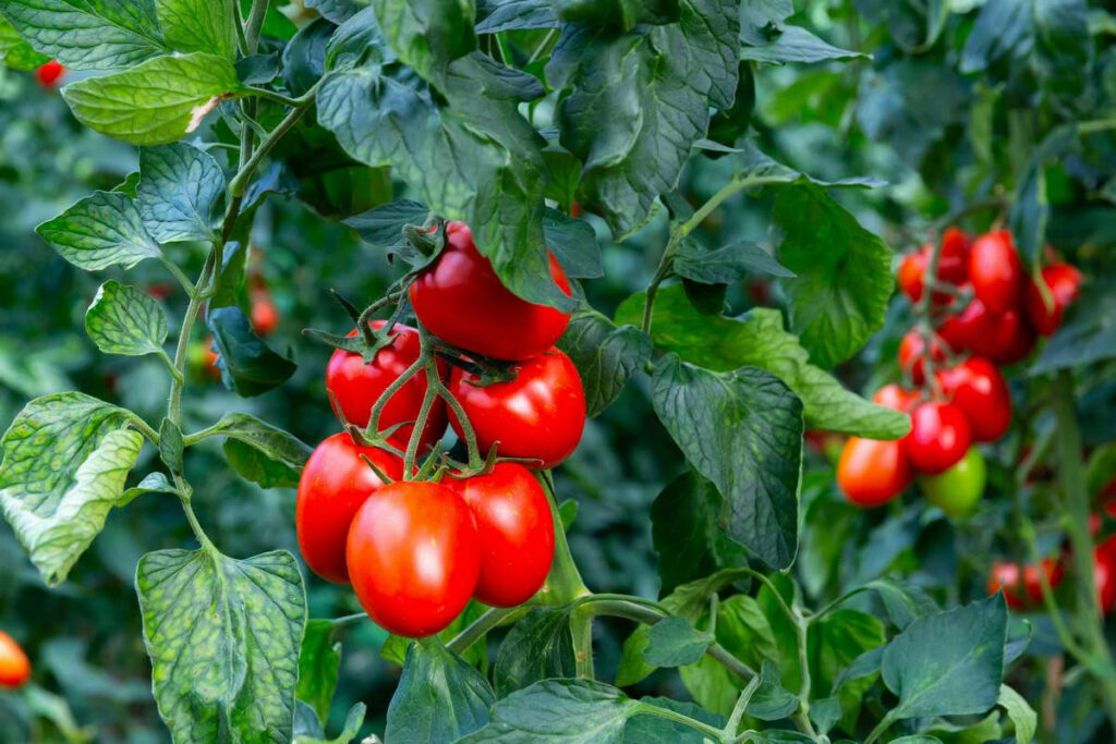 Чем отличается гибрид томата от сорта: разница и выбор лучшего решения