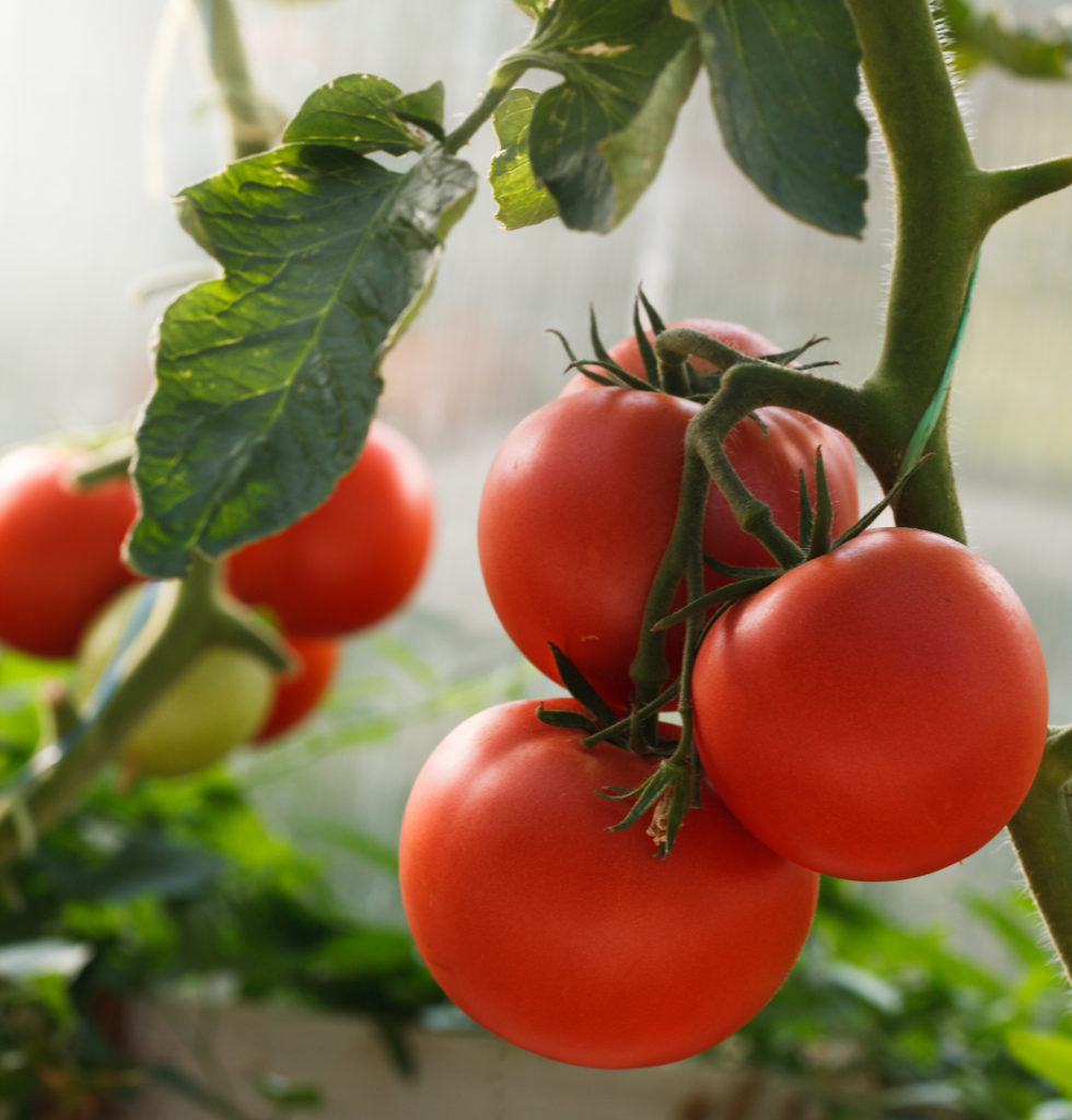 Что можно сделать, чтобы помидоры быстрее краснели дома?