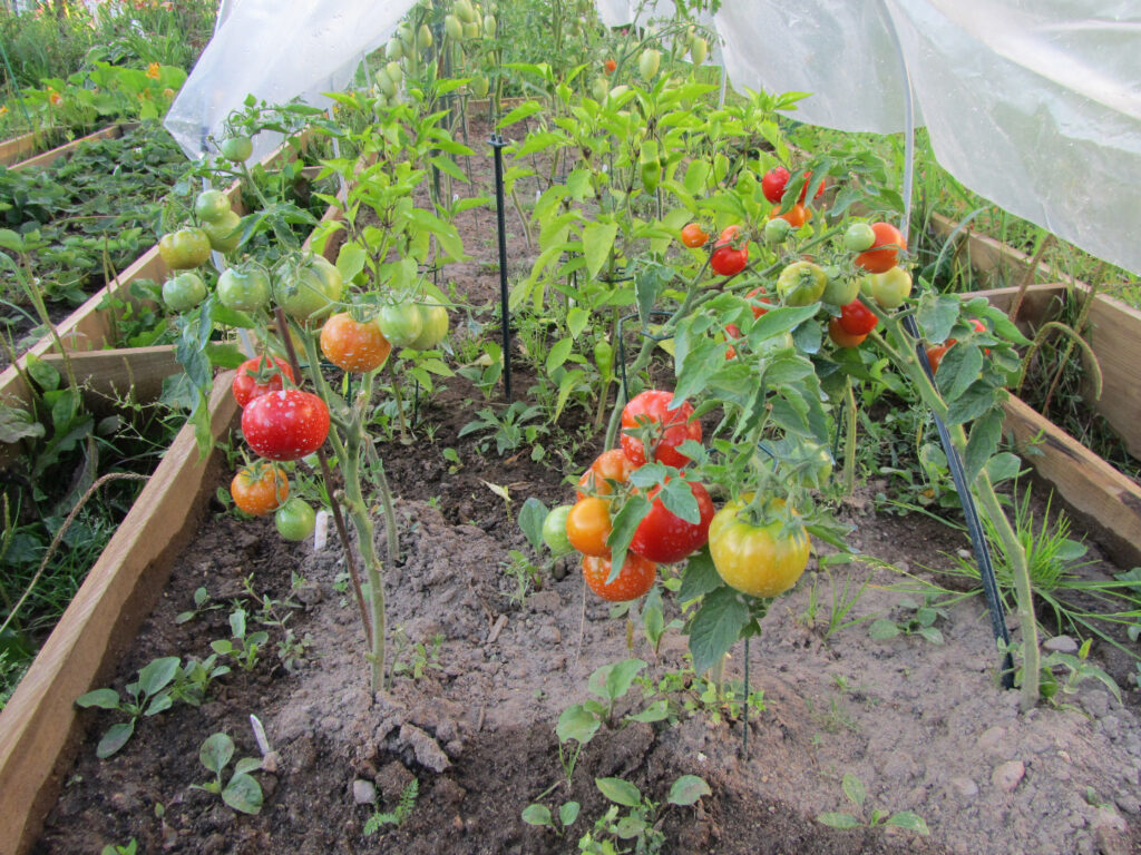 Штамбовые томаты: особенности выбора сортов для открытого грунта и теплицы