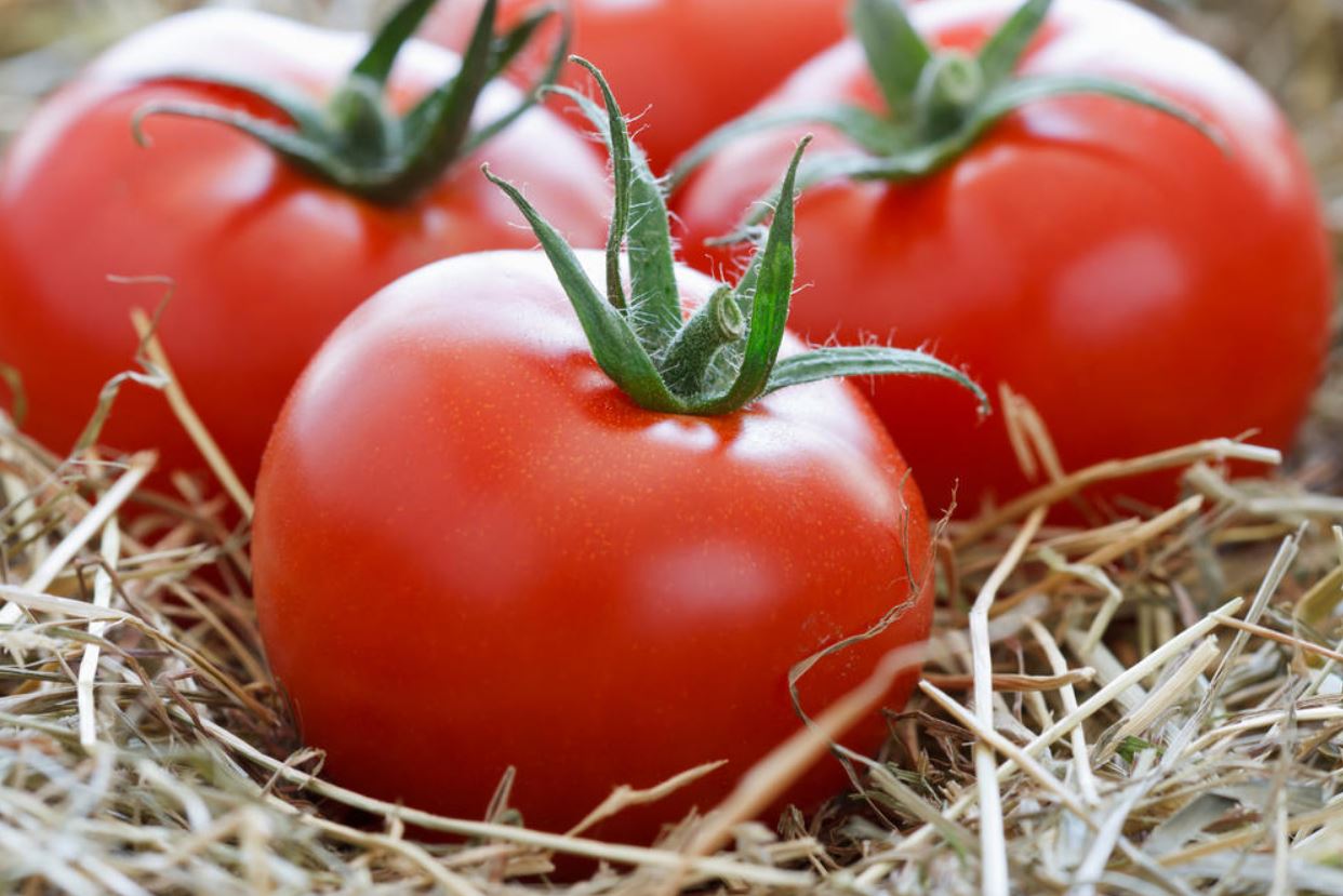Эффективные советы о том, как сохранить помидоры свежими до Нового года