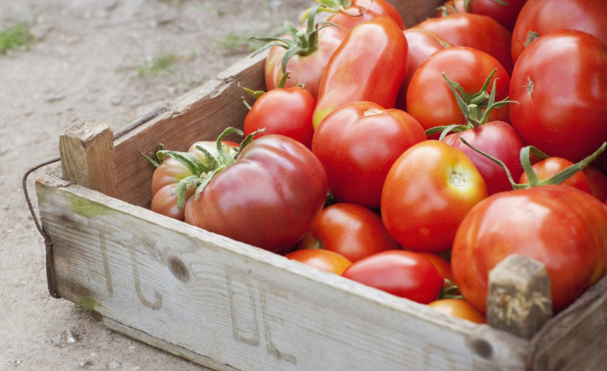 Эффективные советы о том, как сохранить помидоры свежими до Нового года