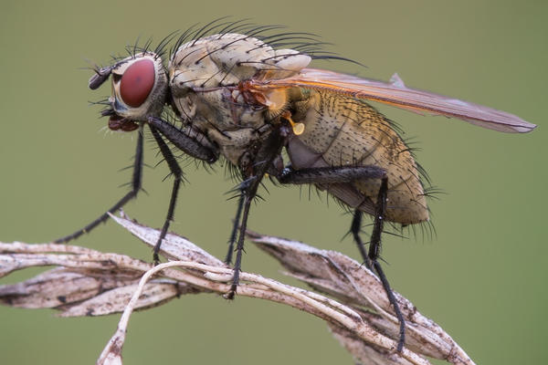 Луковая муха: профилактика и способы борьбы
