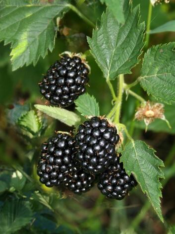 Blackberry Navajo: popis odrůdy, fotografie, recenze, vlastnosti, výnos