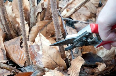 Уход за ремонтантной малиной осенью: 7 ошибок подготовки к зиме
