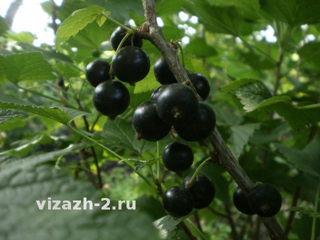 Селечинская 2 - черная, с мягким характером