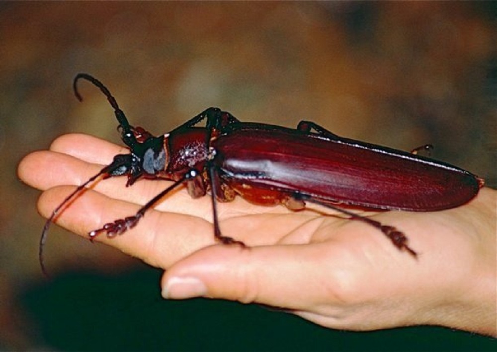 10 самых больших насекомых в мире: интересные факты