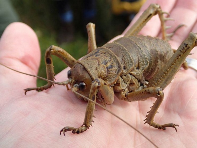 10 самых больших насекомых в мире: интересные факты