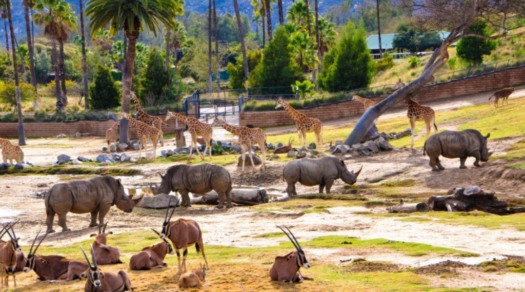 Топ зоопарков мира: самые интересные места